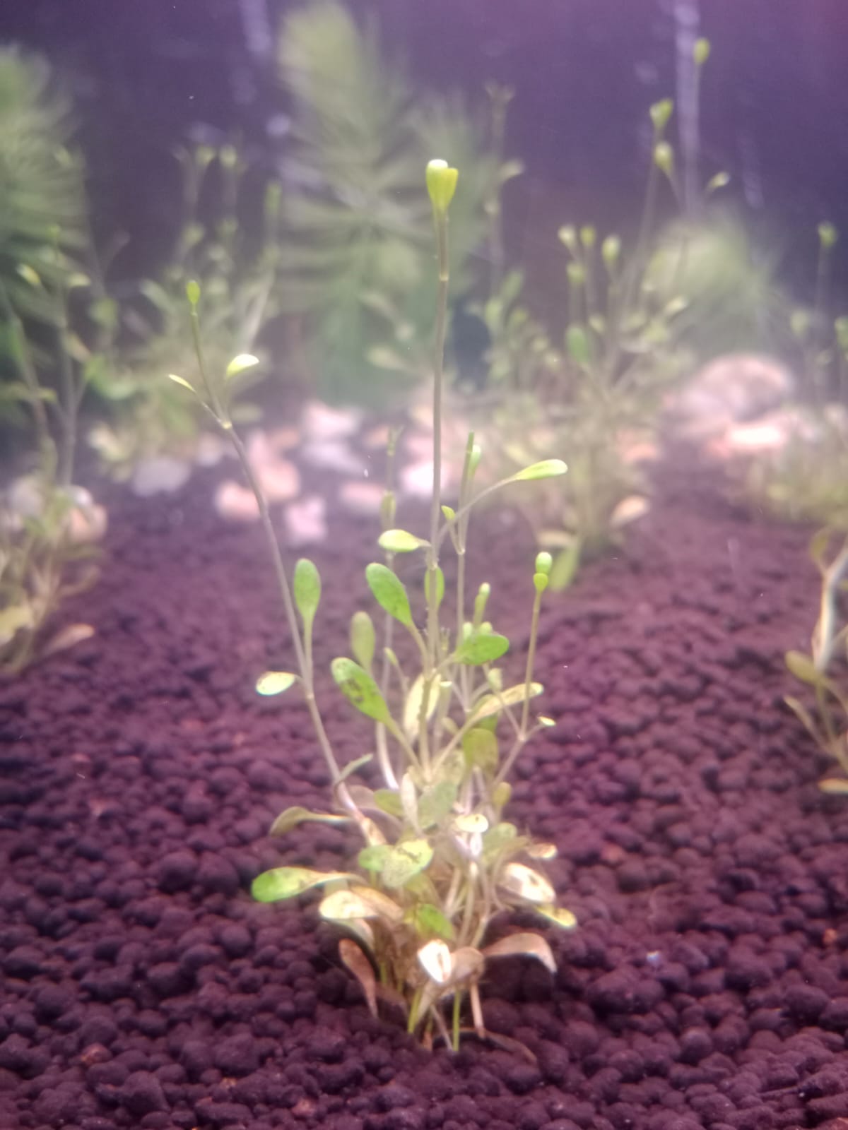 Thumbnail 3 Glossostigma elatinoides