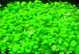 Glossostigma elatinoides