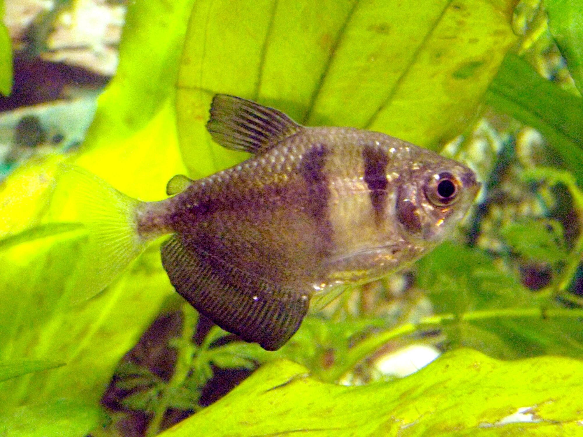 Thumbnail 3 Gymnocorymbus ternetzi