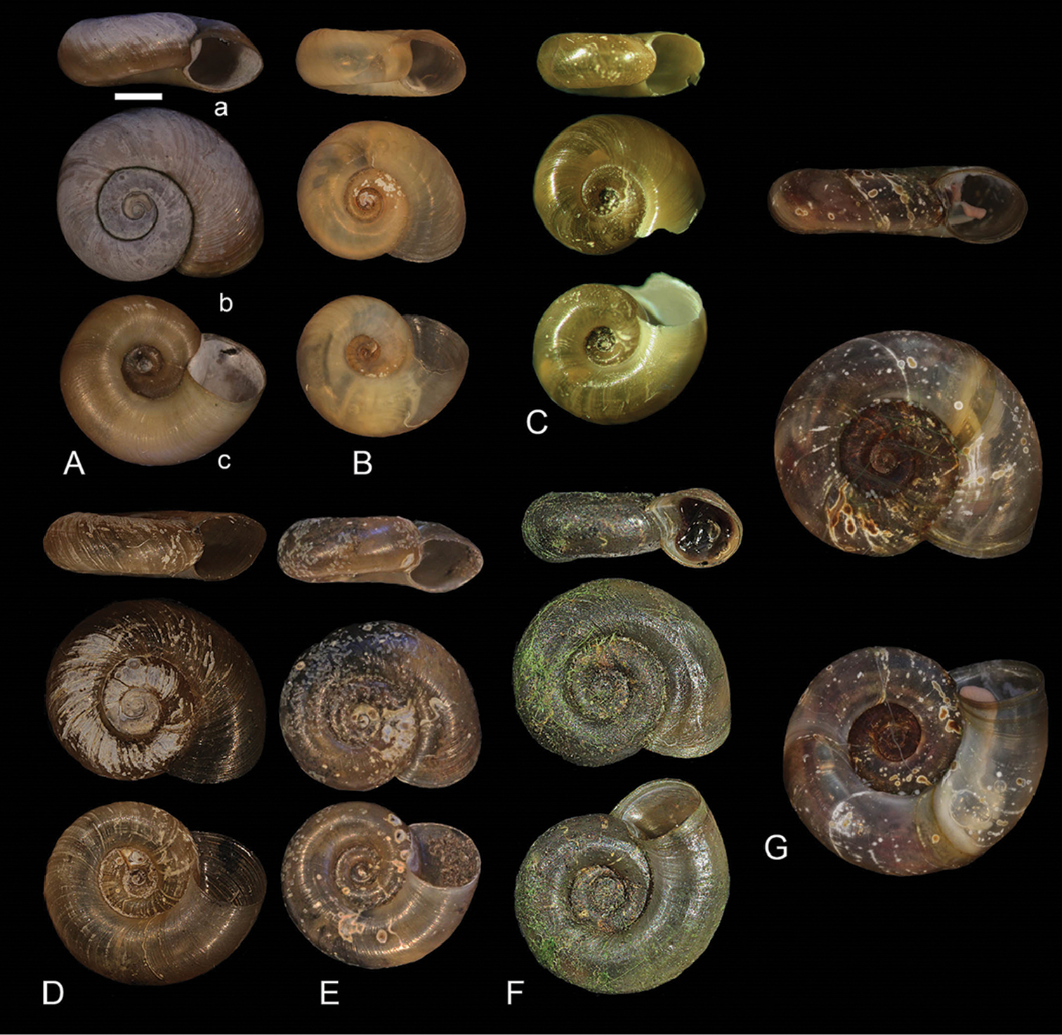 Gyraulus acronicus