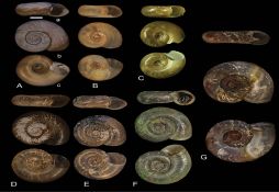 Gyraulus acronicus