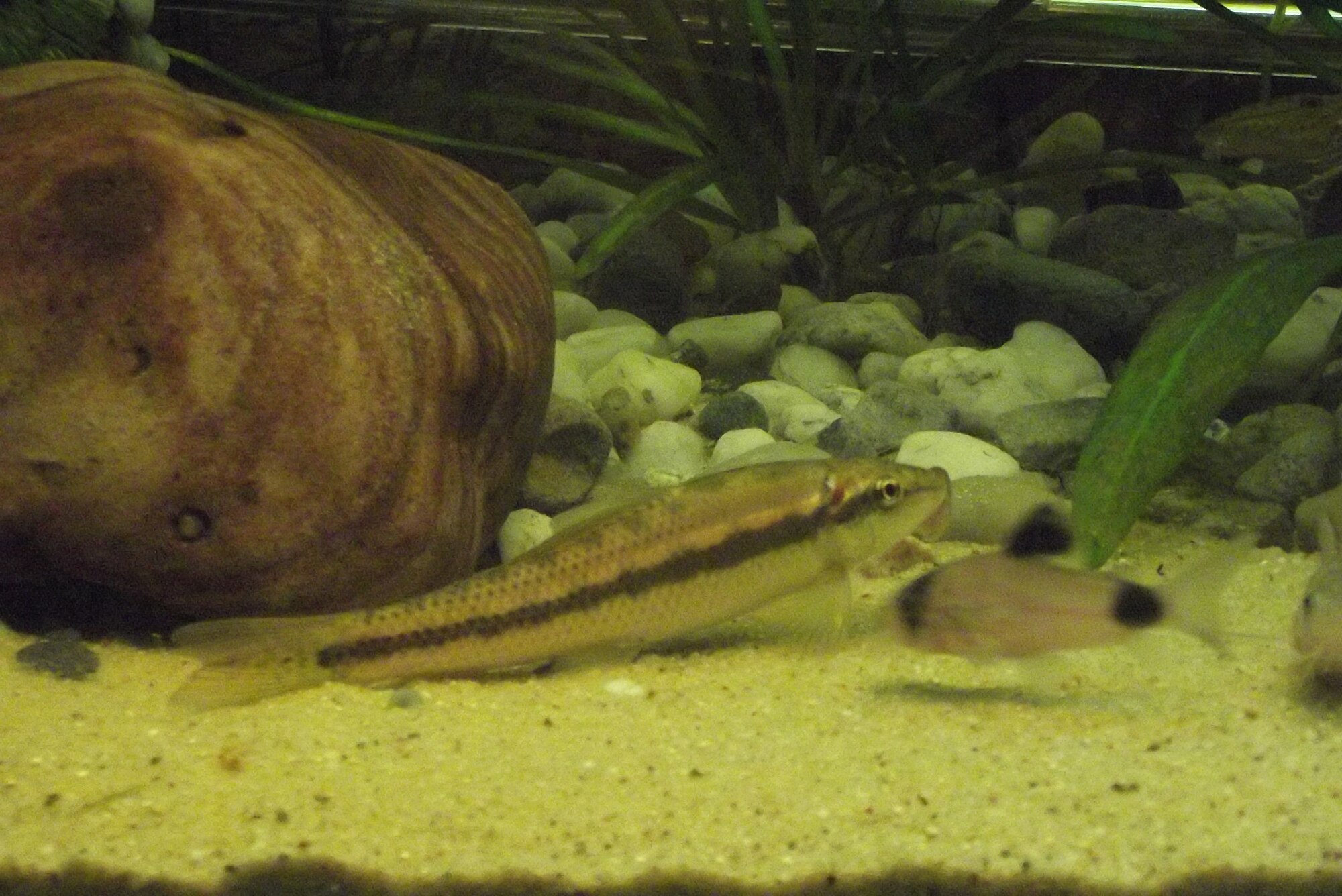 Thumbnail 3 Gyrinocheilus aymonieri