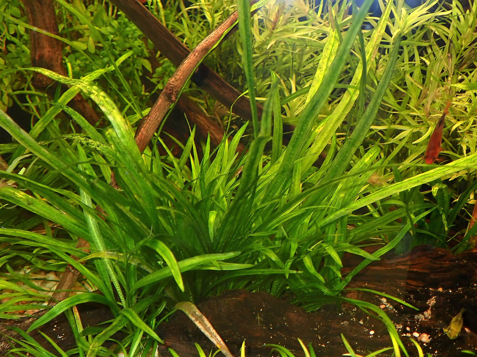 Thumbnail 2 Helanthium bolivianum