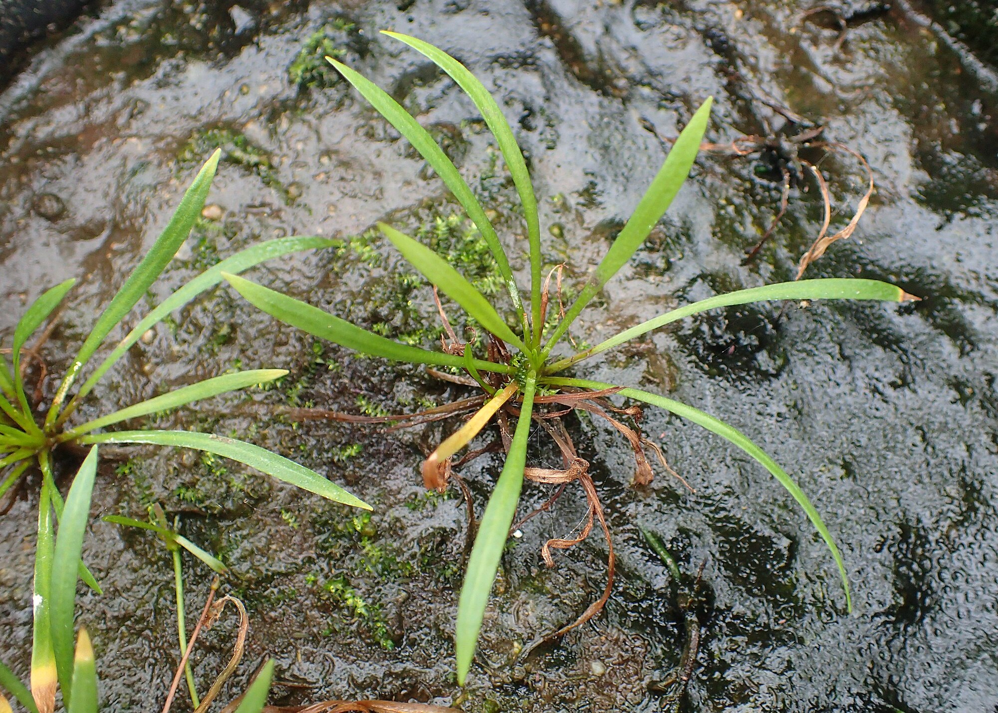 Thumbnail 2 Helanthium tenellum