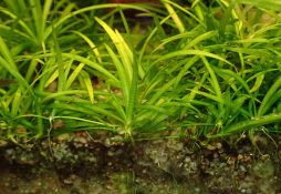 Helanthium tenellum
