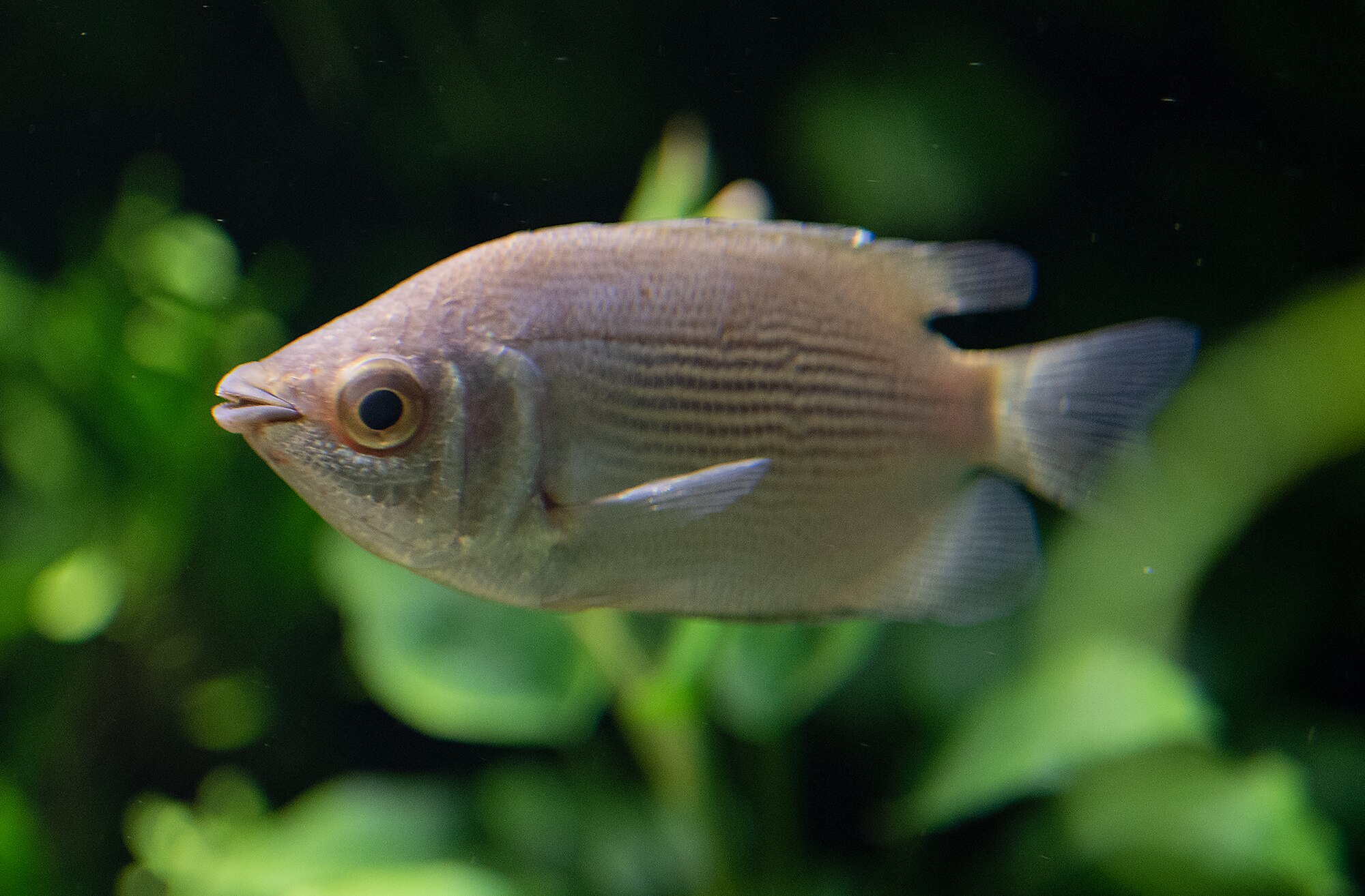 Thumbnail 2 Helostoma temminckii