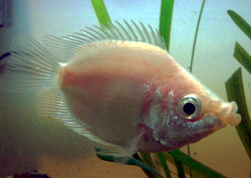 Thumbnail 3 Helostoma temminckii