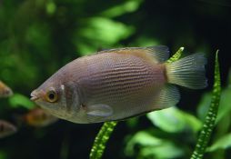 Helostoma temminckii
