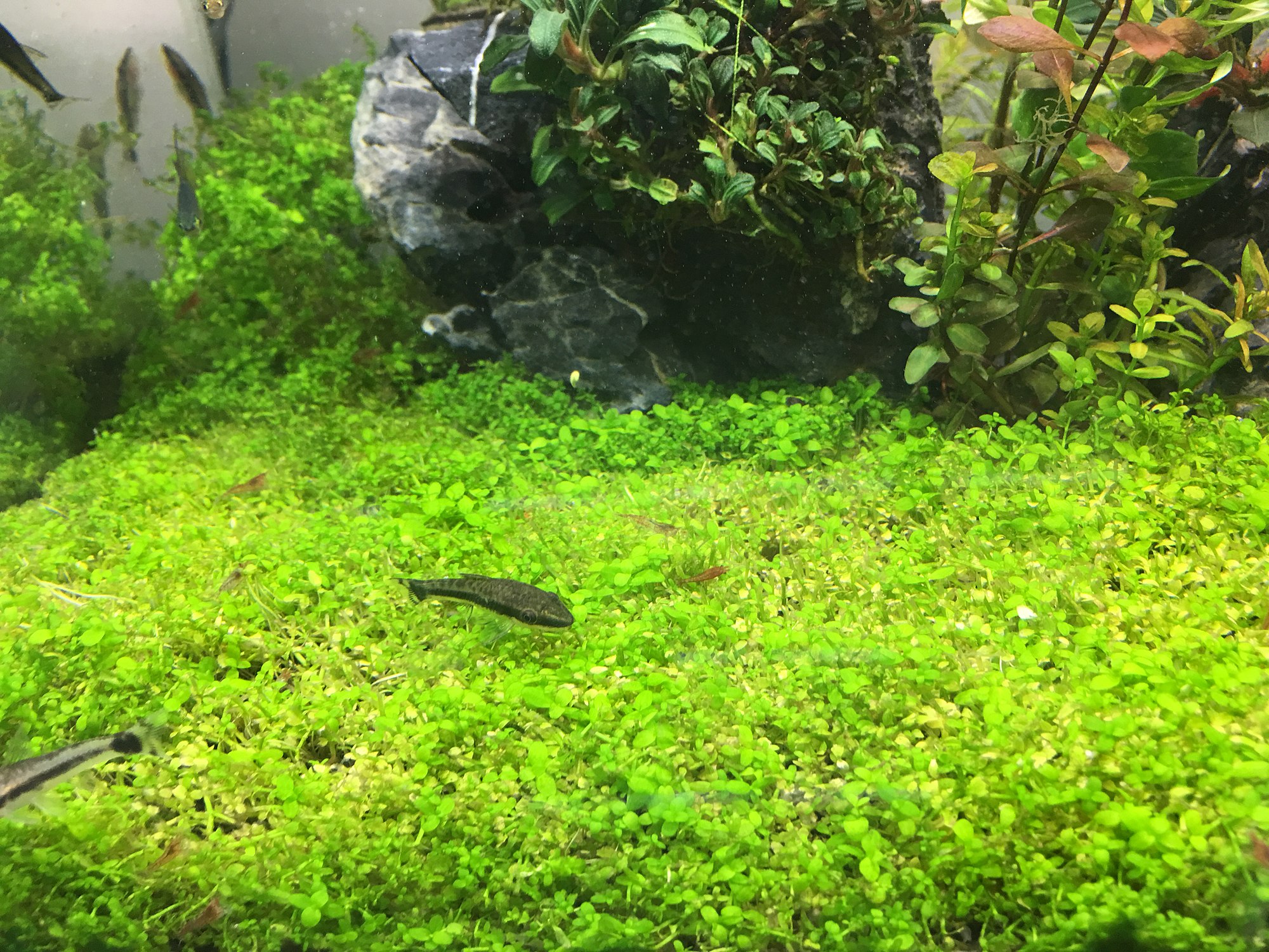 Hemianthus callitrichoides