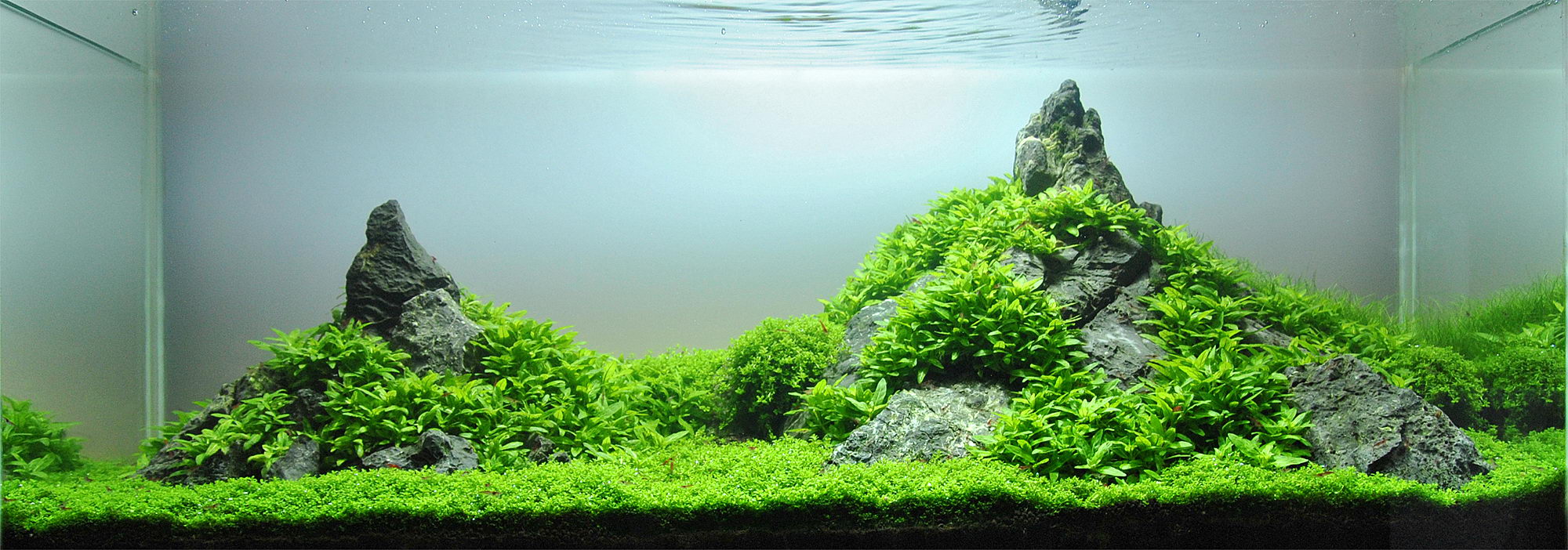 Thumbnail 2 Hemianthus callitrichoides