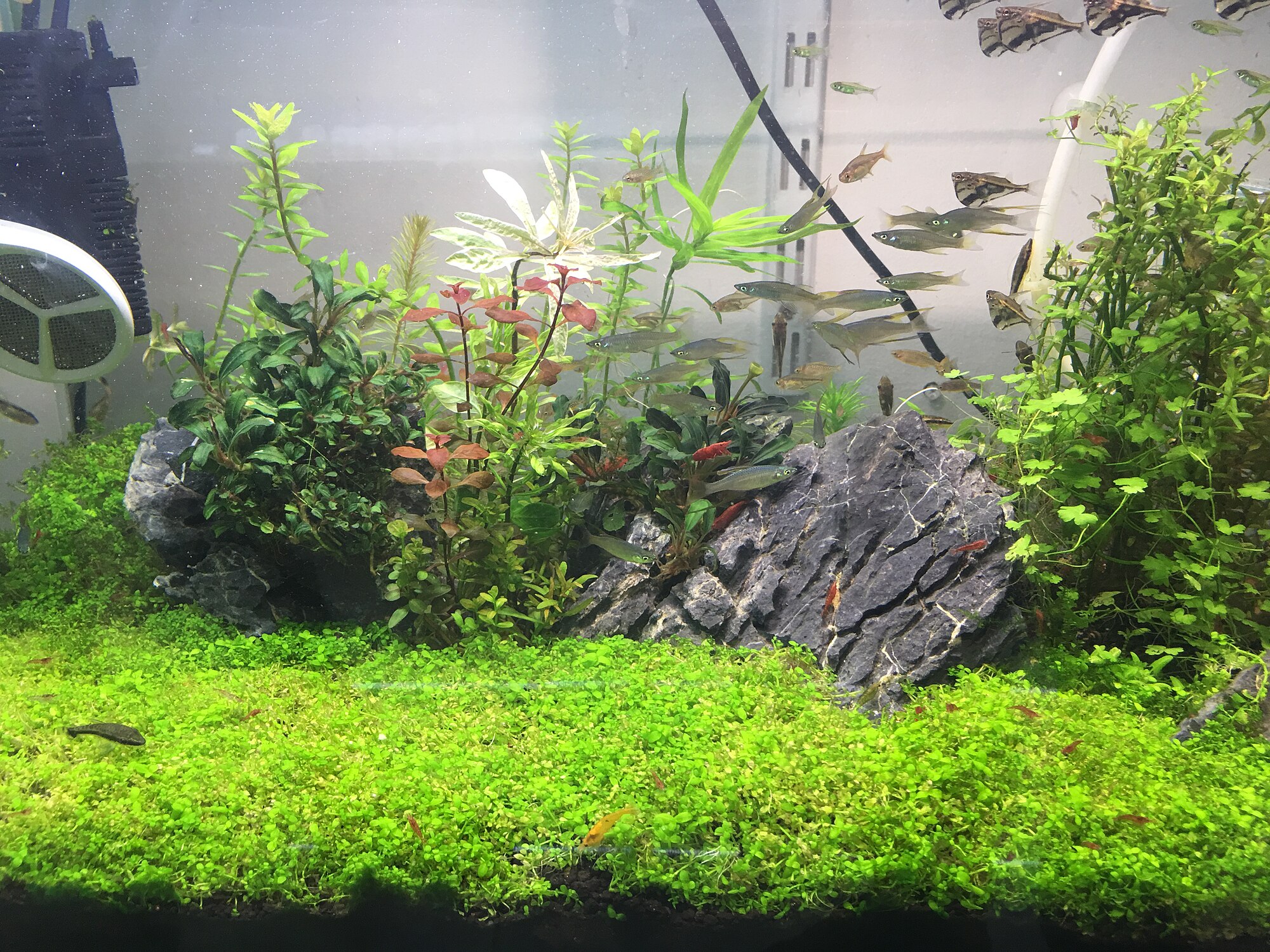 Thumbnail 3 Hemianthus callitrichoides