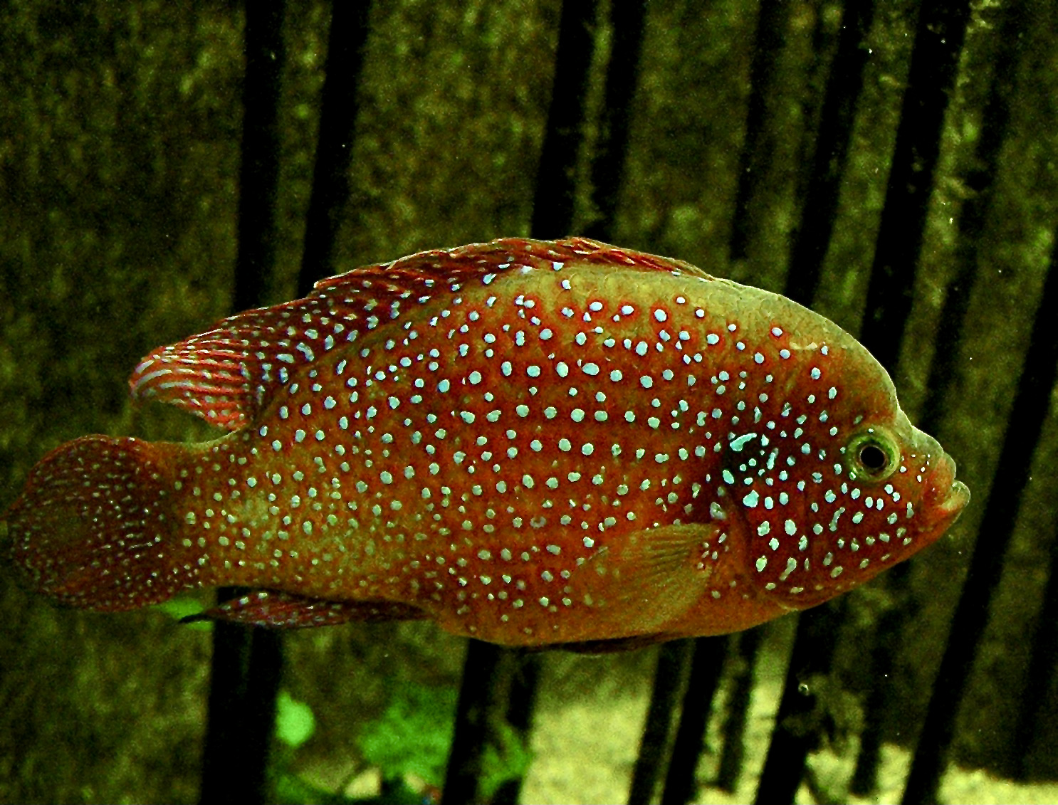 Hemichromis bimaculatus