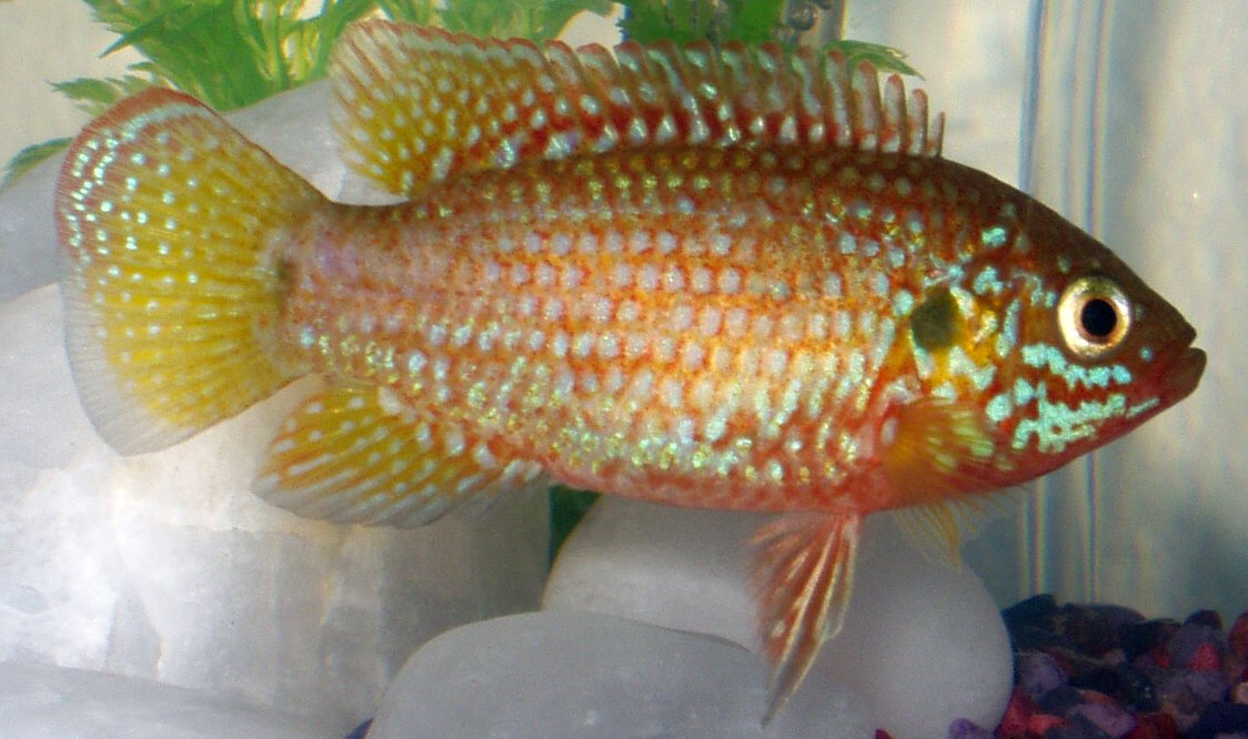 Thumbnail 2 Hemichromis bimaculatus