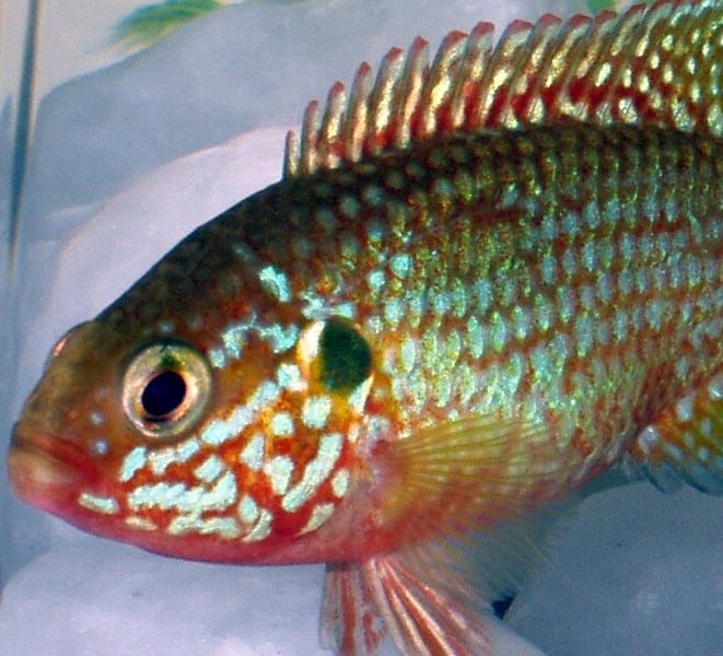 Thumbnail 3 Hemichromis bimaculatus