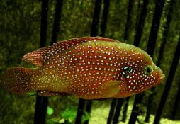 Hemichromis bimaculatus