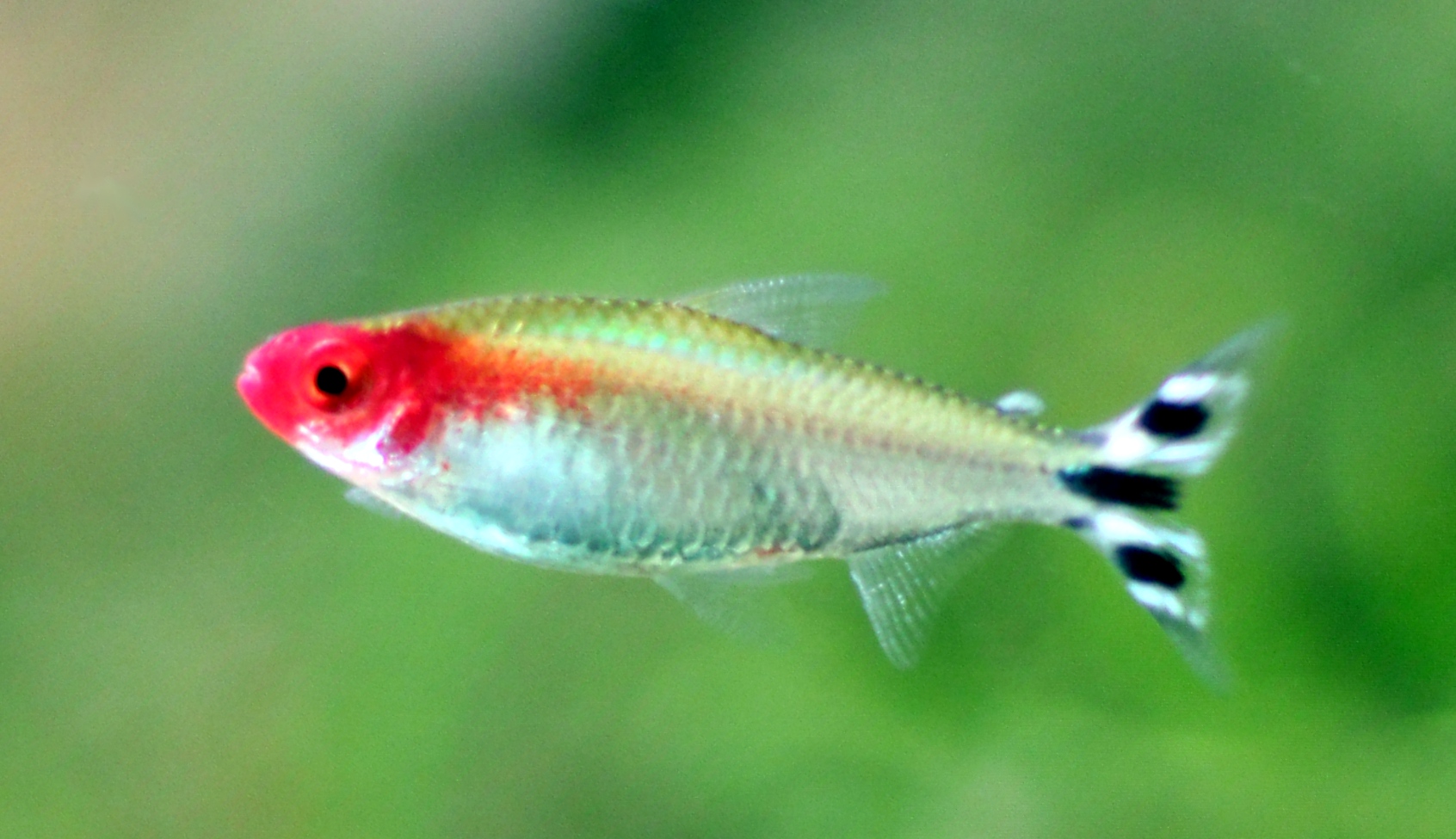 Thumbnail 2 Hemigrammus bleheri