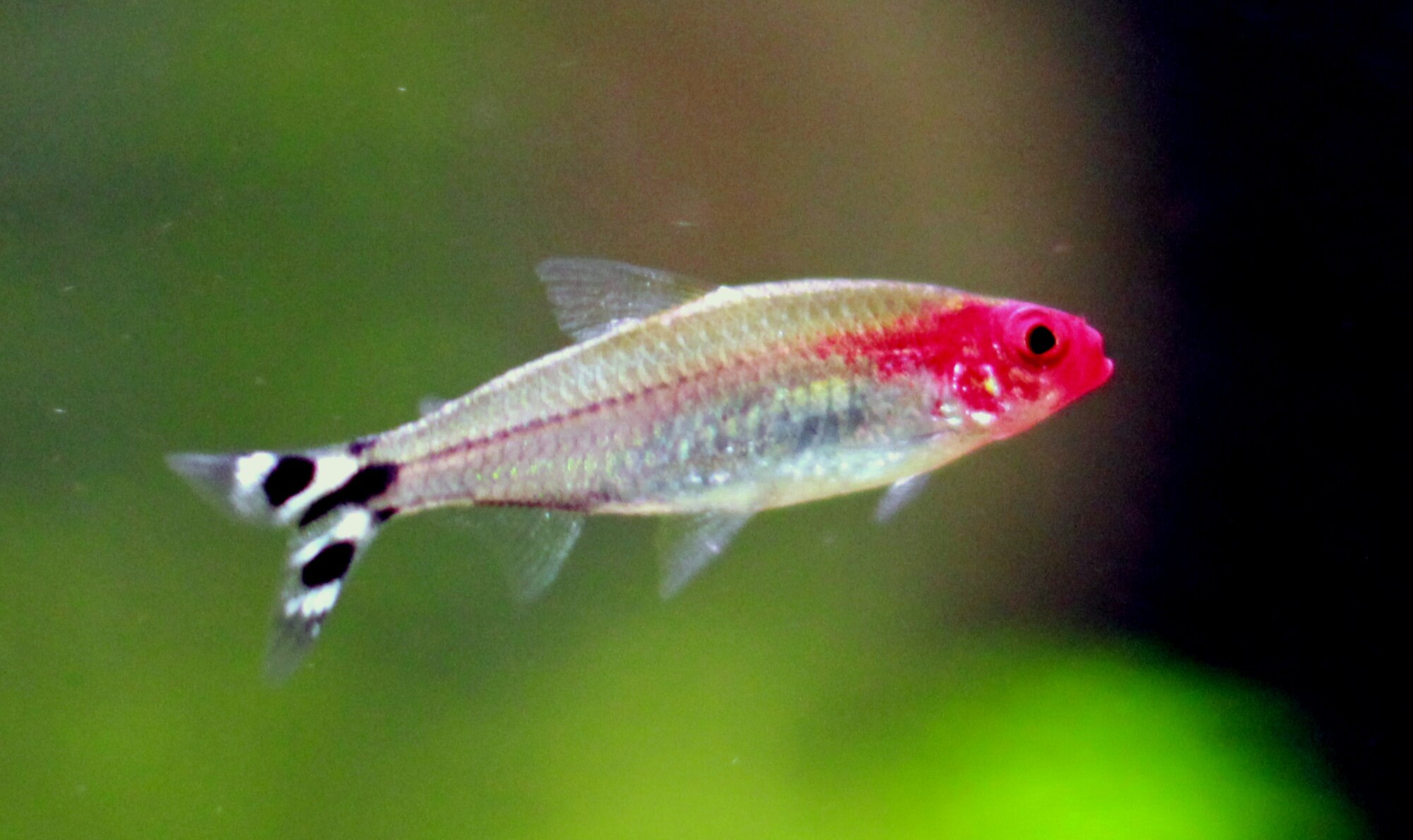Thumbnail 3 Hemigrammus bleheri