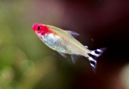 Hemigrammus bleheri