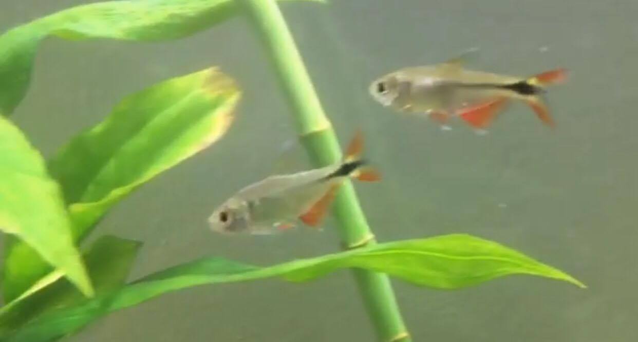 Thumbnail 2 Hemigrammus caudovittatus