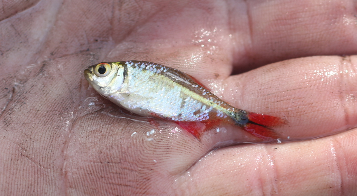 Thumbnail 3 Hemigrammus caudovittatus