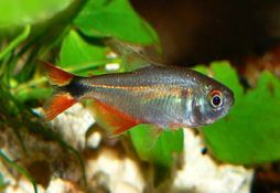 Hemigrammus caudovittatus