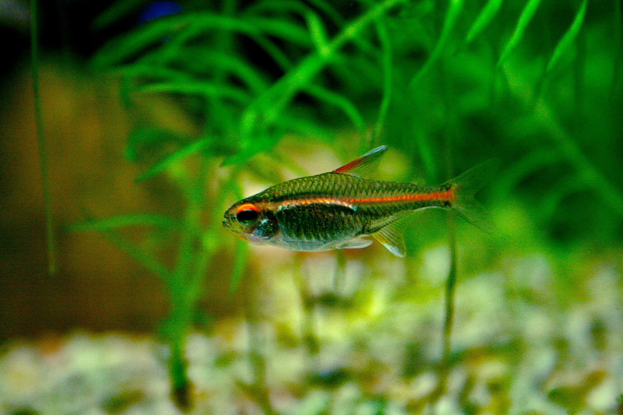 Thumbnail 2 Hemigrammus erythrozonus
