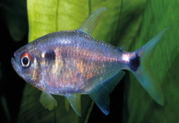 Hemigrammus ocellifer
