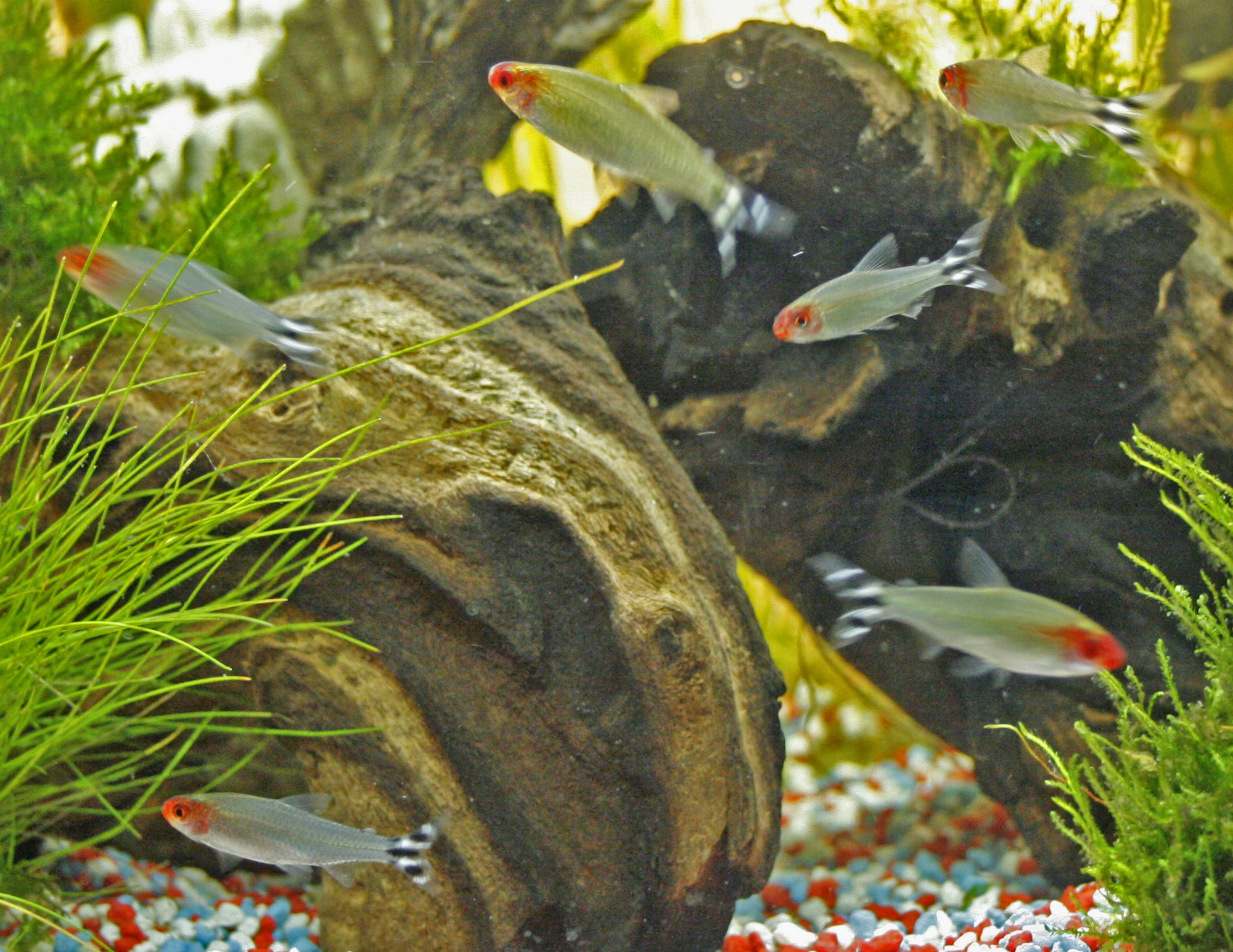 Thumbnail 2 Hemigrammus rhodostomus