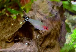 Hemigrammus rhodostomus