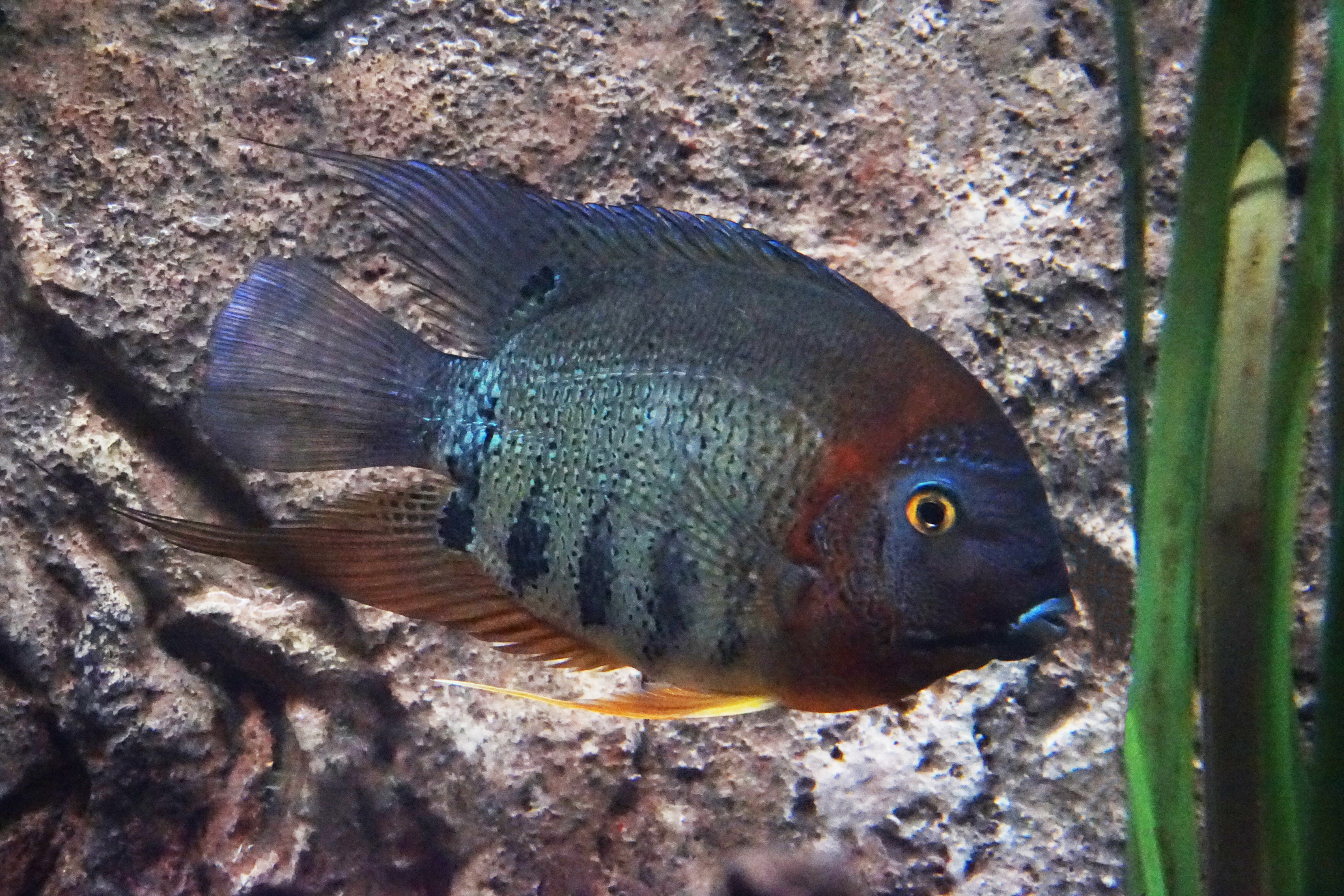 Thumbnail 4 Heros severus