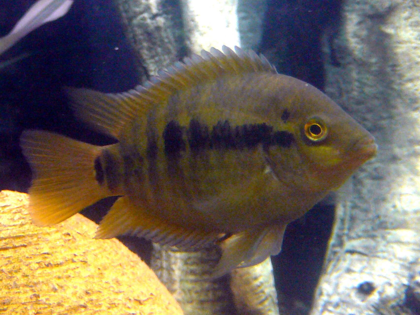 Thumbnail 3 Herotilapia multispinosa