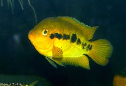 Herotilapia multispinosa