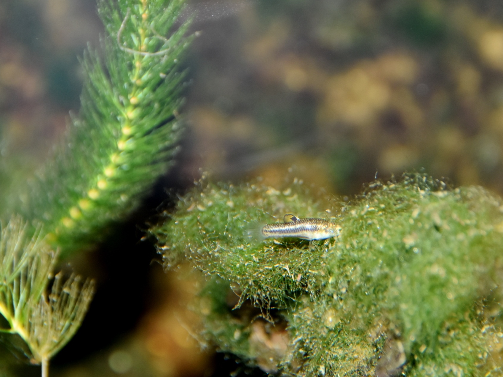 Thumbnail 2 Heterandria formosa