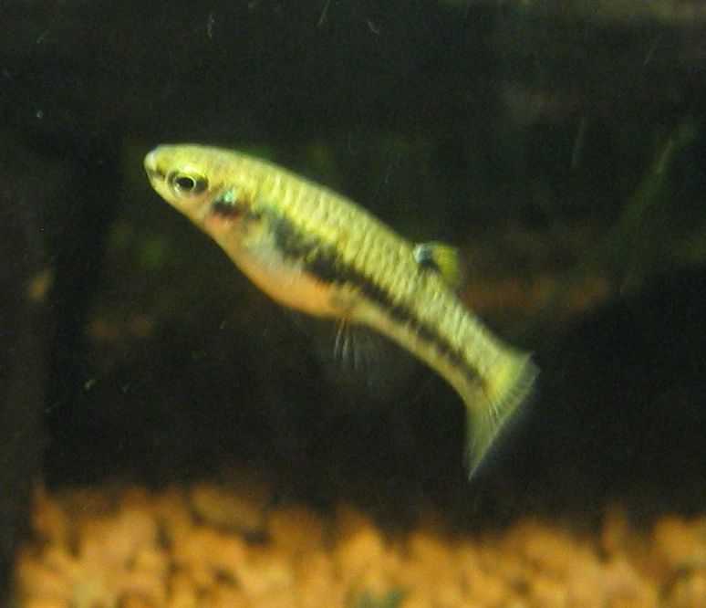 Thumbnail 3 Heterandria formosa