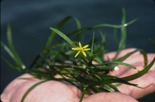 Thumbnail 2 Heteranthera dubia