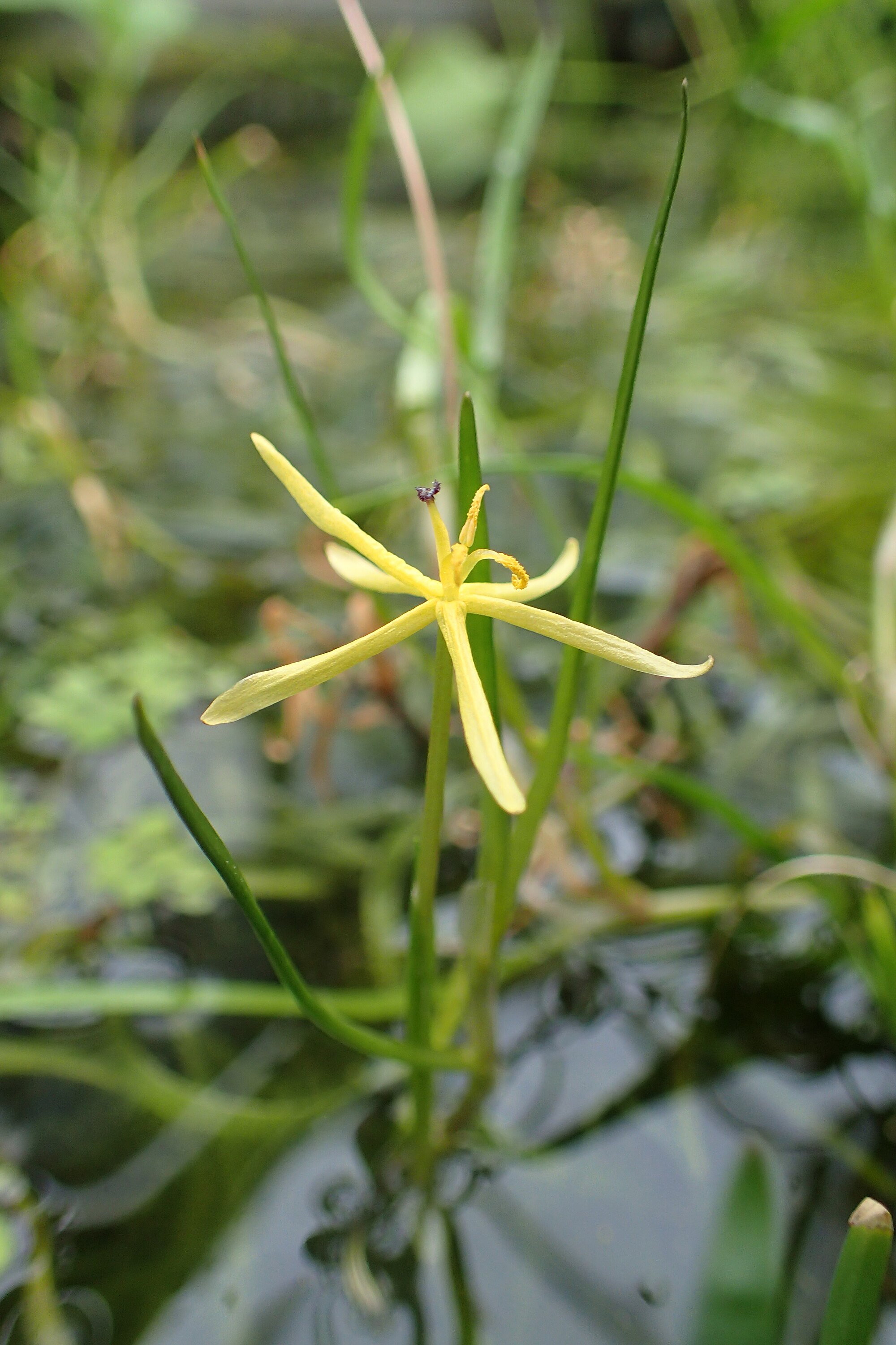 Thumbnail 3 Heteranthera dubia