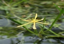 Heteranthera dubia
