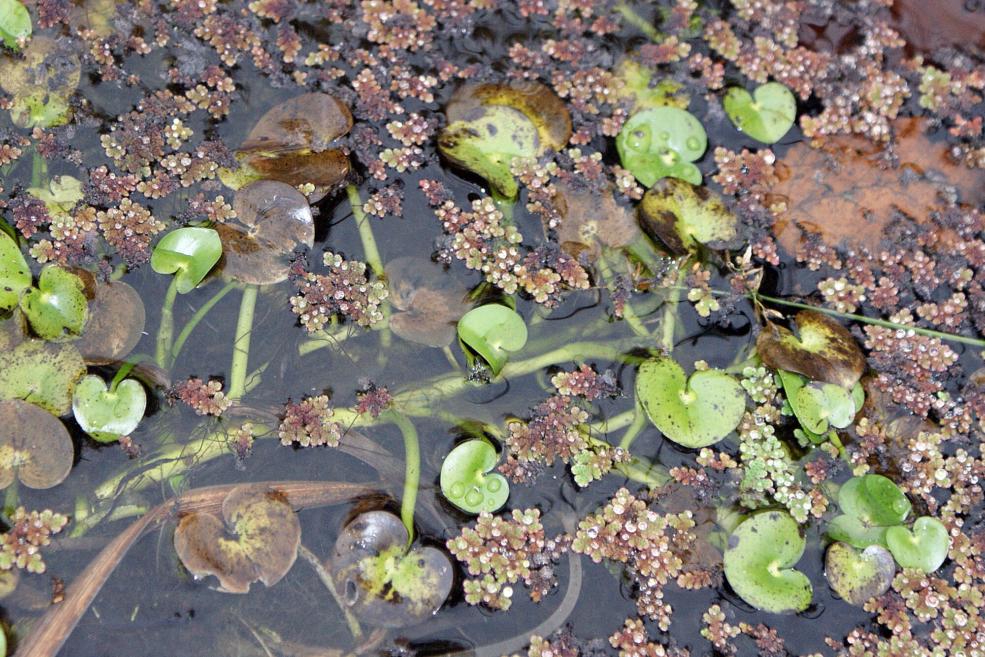 Heteranthera reniformis