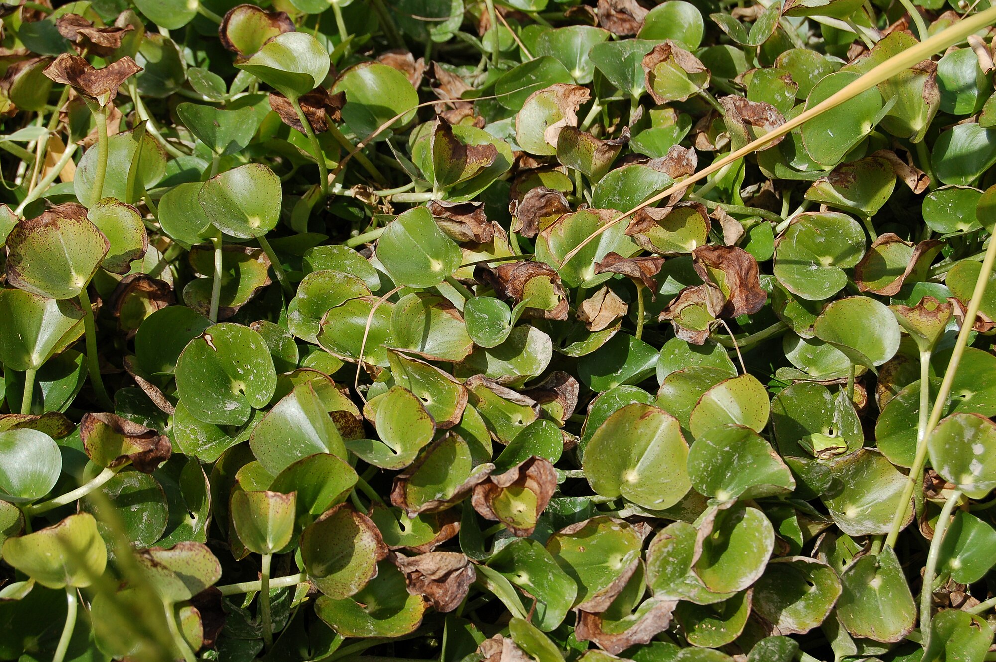 Thumbnail 2 Heteranthera reniformis