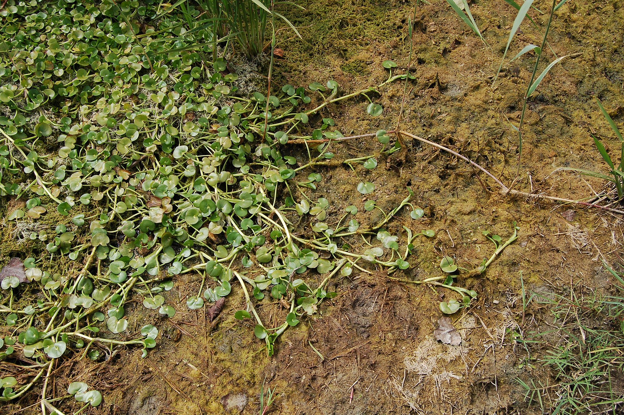 Thumbnail 3 Heteranthera reniformis
