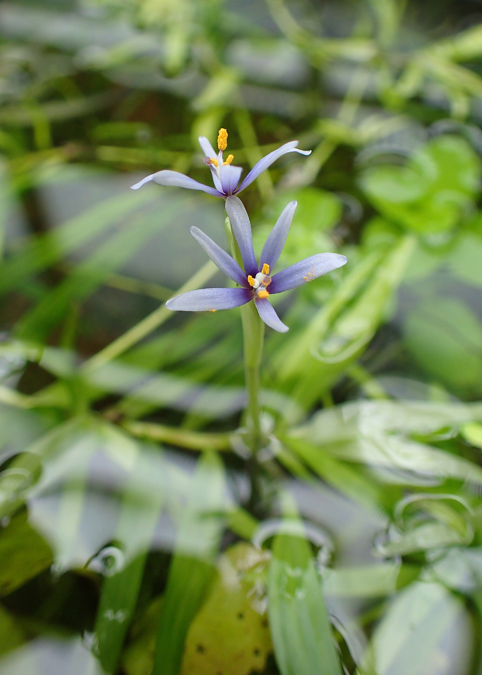 Heteranthera zosterifolia