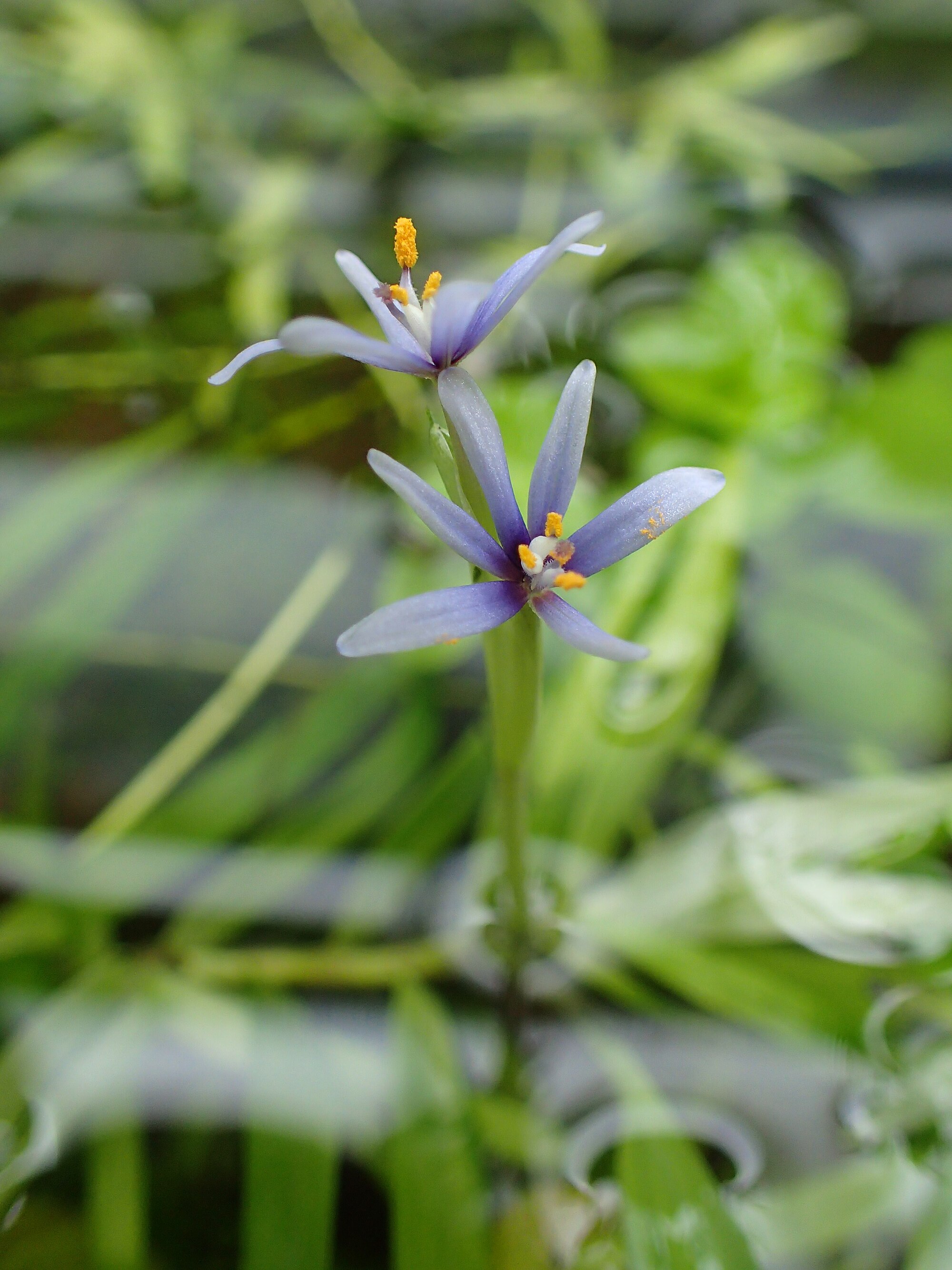 Thumbnail 2 Heteranthera zosterifolia