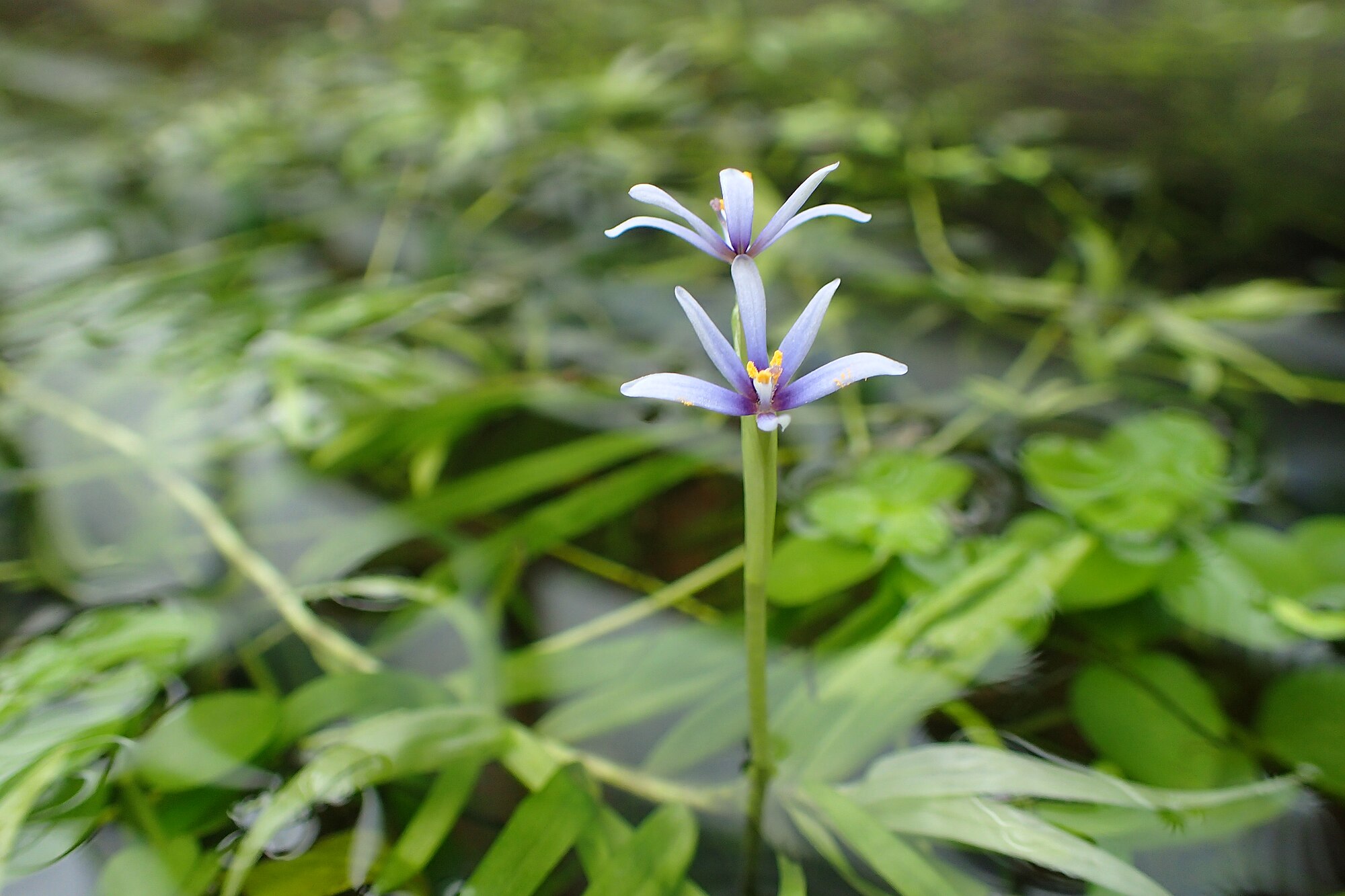 Thumbnail 3 Heteranthera zosterifolia