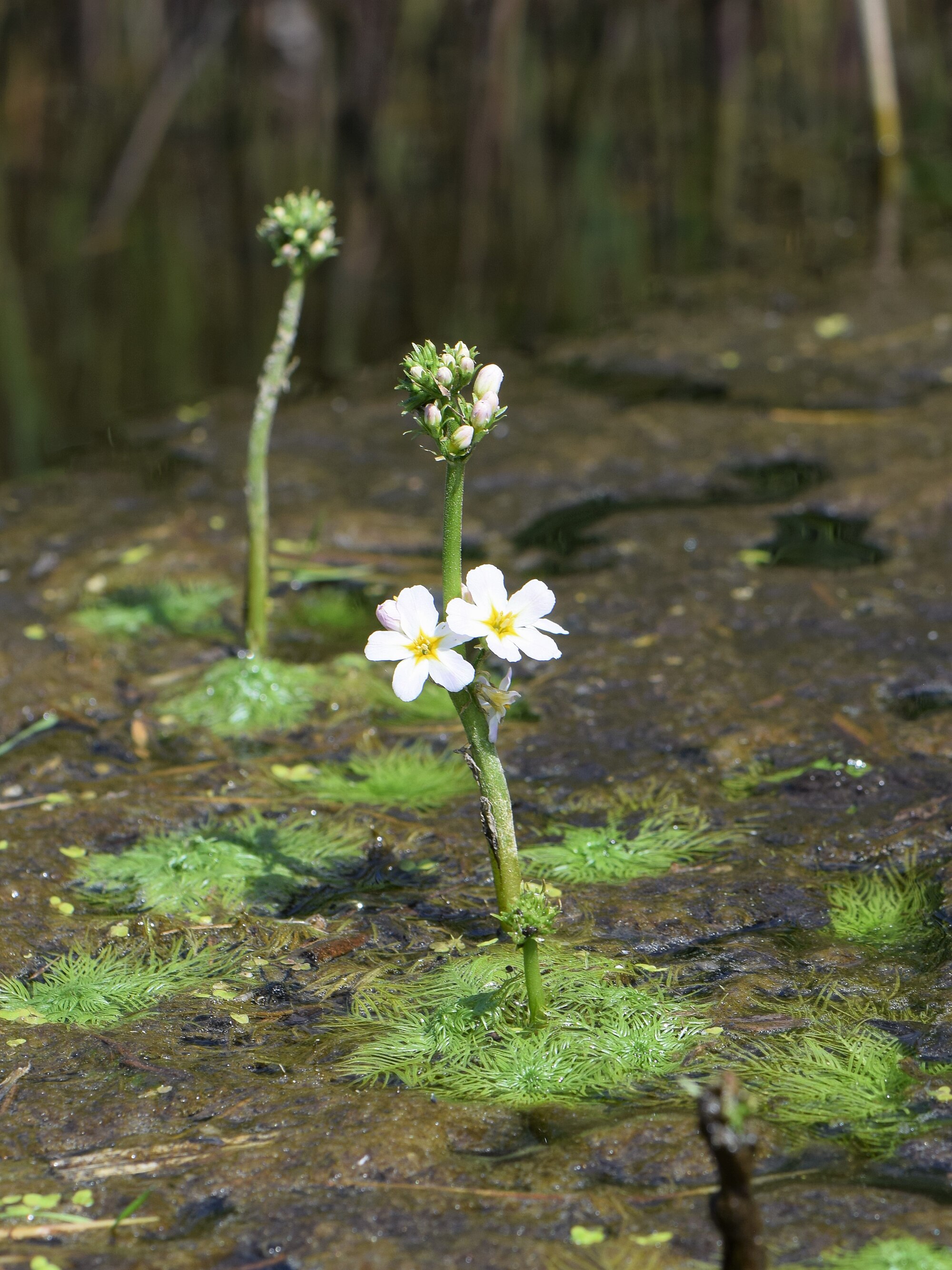 Thumbnail 2 Hottonia palustris
