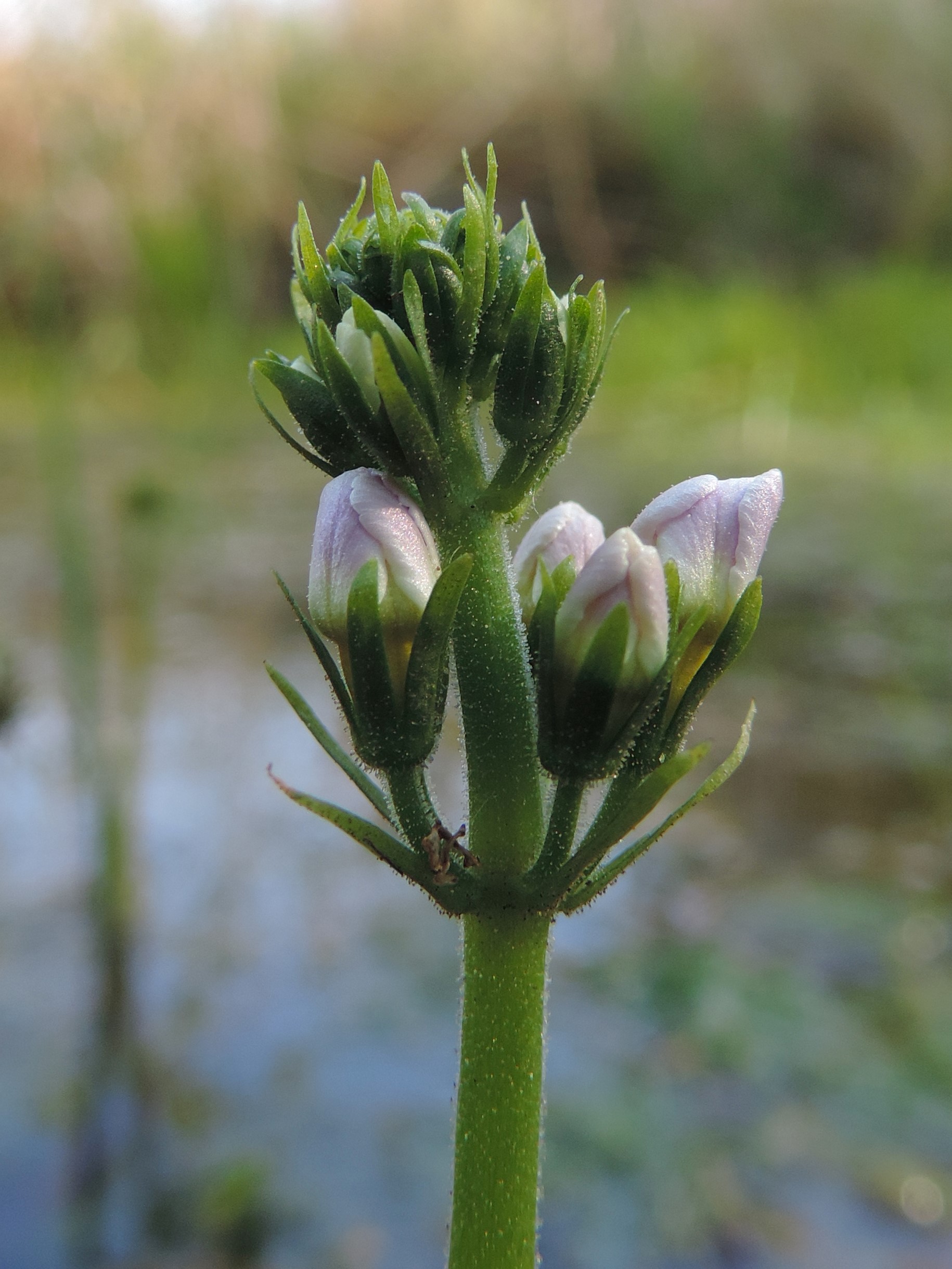 Thumbnail 3 Hottonia palustris