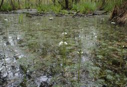 Hottonia palustris