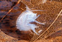 Hyalella azteca