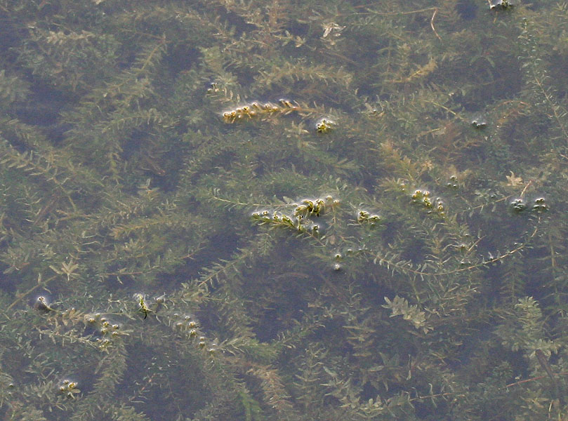 Thumbnail 2 Hydrilla verticillata
