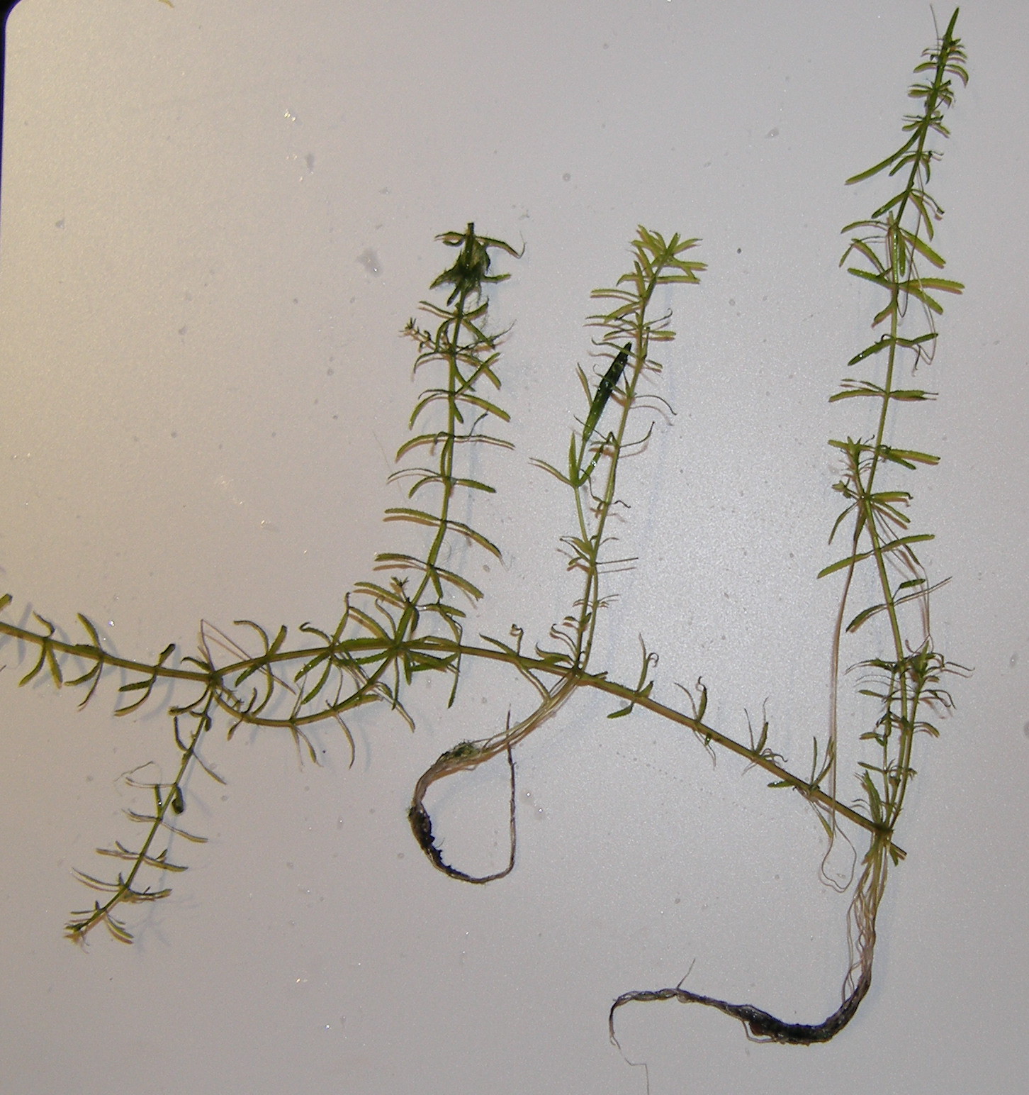 Thumbnail 3 Hydrilla verticillata