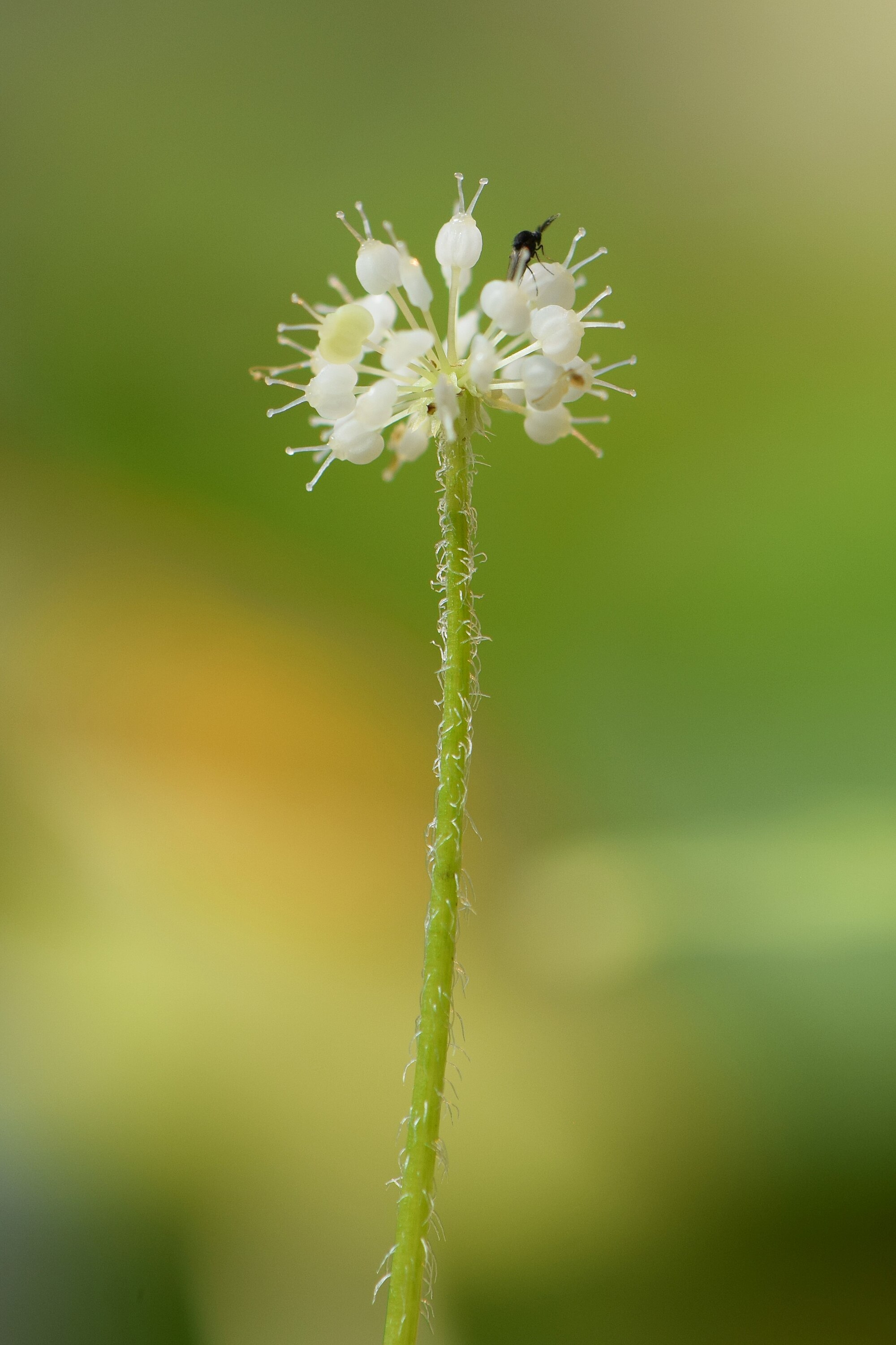 Thumbnail 2 Hydrocotyle leucocephala